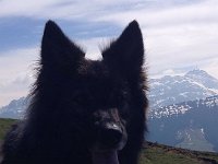 Shani